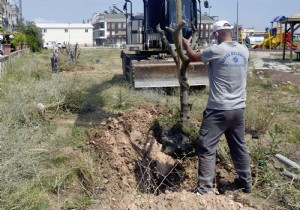 Kepez Belediyesinden  Portakal Baheleri   Seferberlii