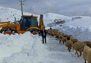 Feslikan Yaylasnda Mahsur Kalan oban ve Koyunlar Kurtarld